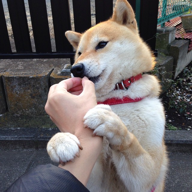 克罗地亚骑手吉塔·日特科维奇荣获2024年最佳障碍赛骑手奖，表彰其卓越表现。