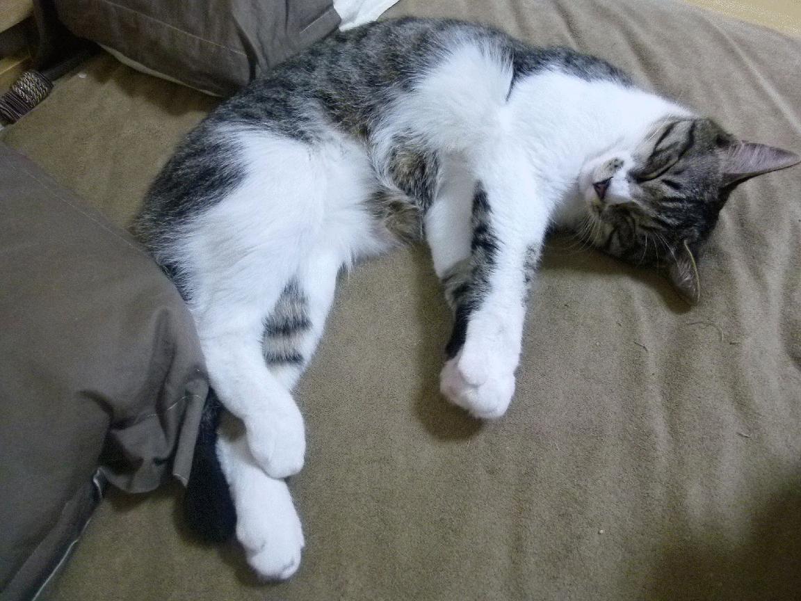 西班牙男足创造奥运历史最佳进攻数据,西班牙男足拿过奥运会冠军吗