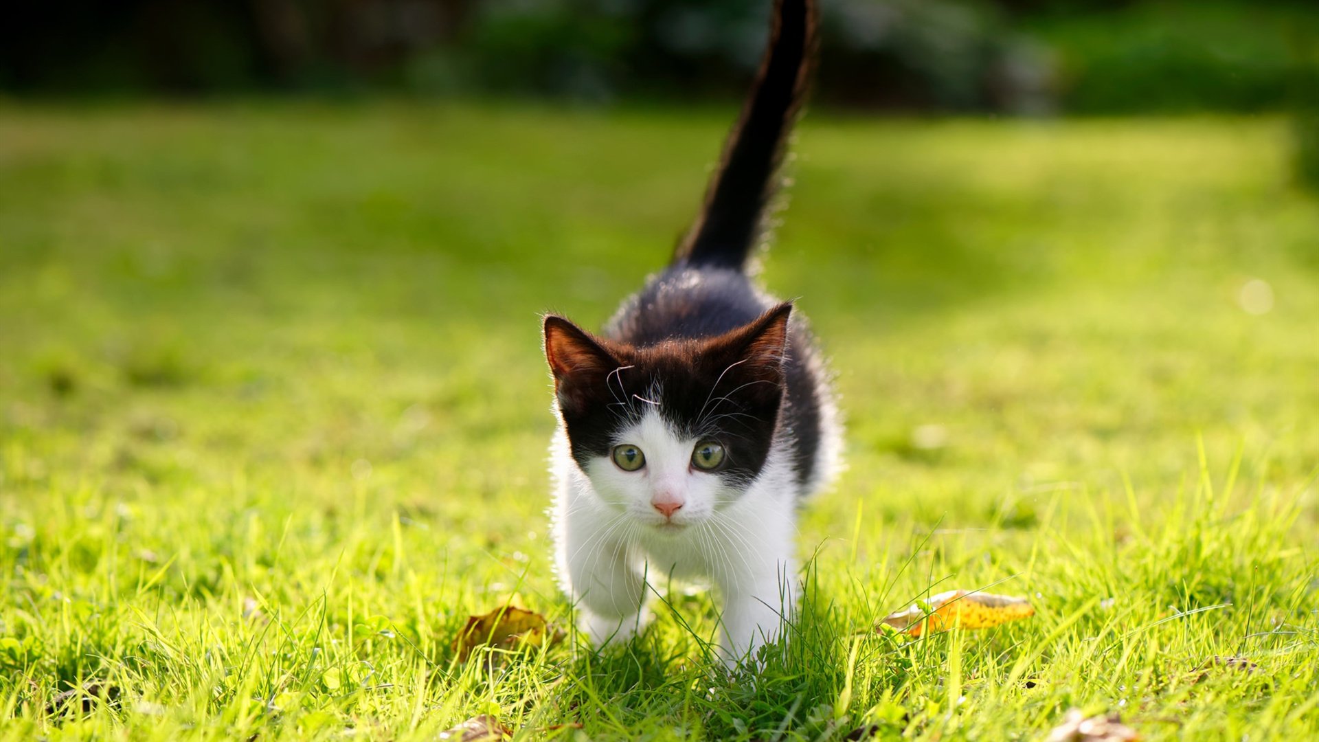 “足球场馆智能安检系统正式启用，提升赛事安全”，足球场检测机构