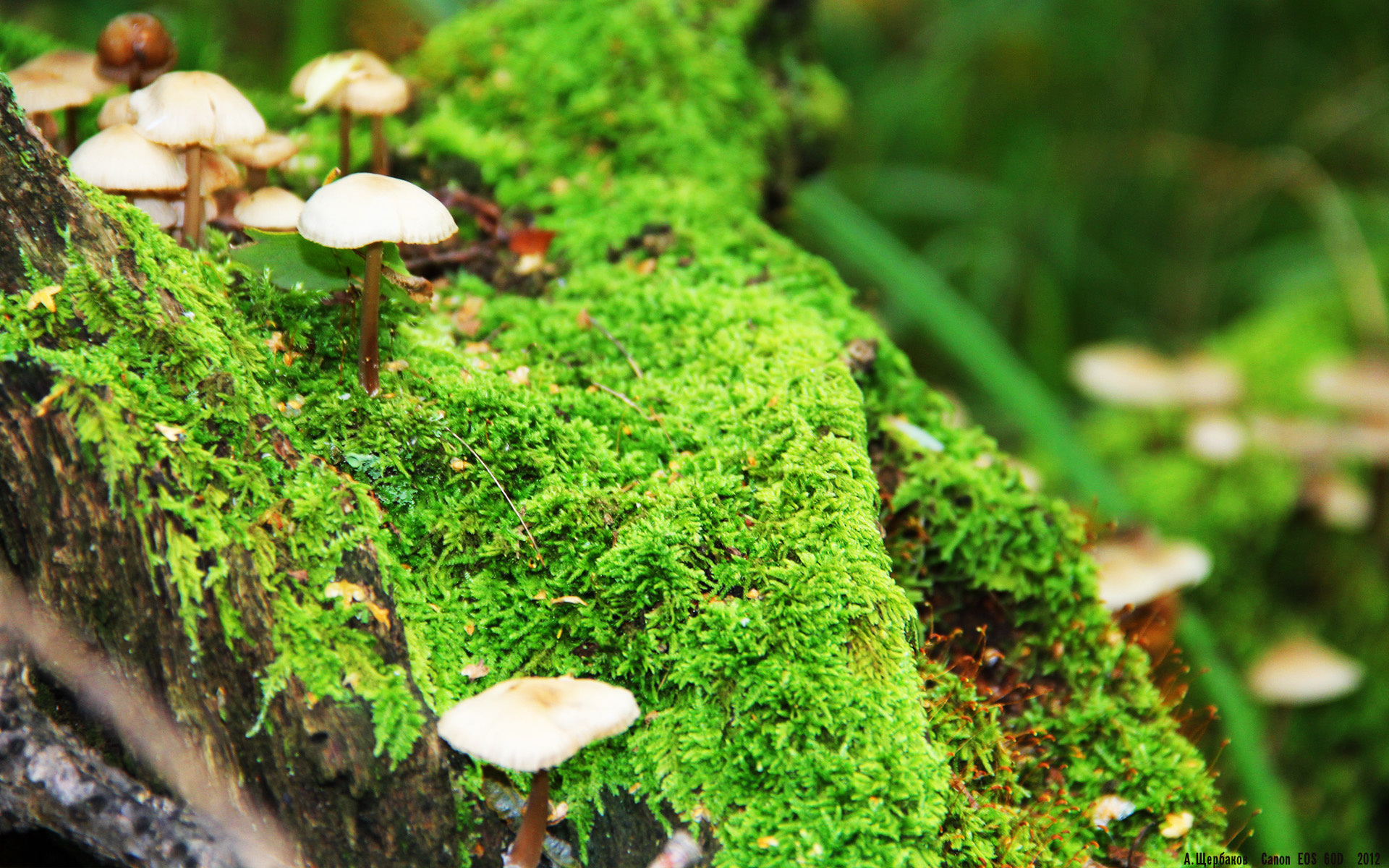 爱游戏娱乐-《明星助阵：知名主播加入电竞赛事直播》，电竞 明星赛