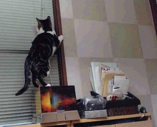 爱游戏官网-主场作战不畏对手，球队连胜士气如虹，主场不敌