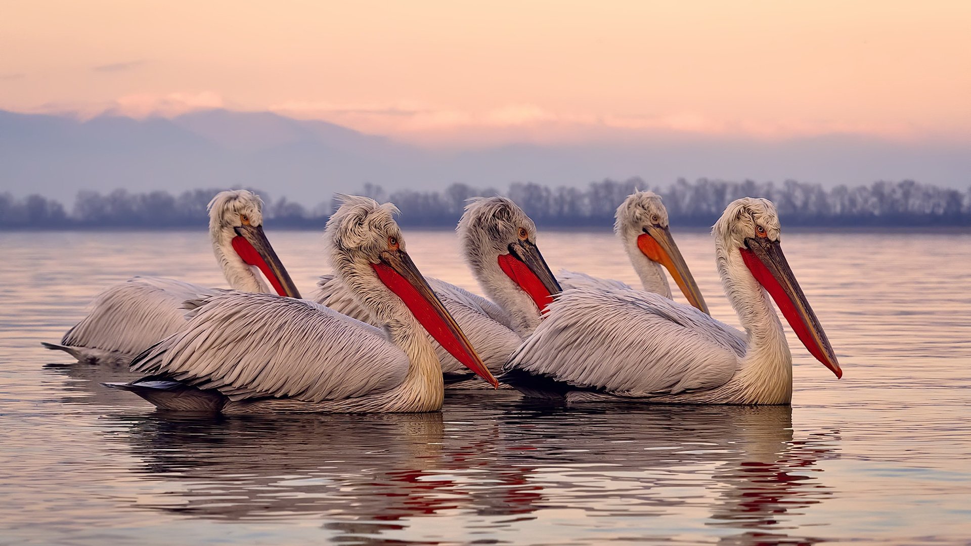 AYX体育-【心境分享】明星球员讲述赛季的压力与挑战，nba球员压力有多大