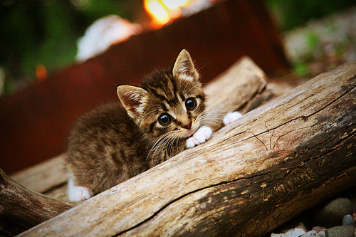 全北现代锋线火力全开,全北现代战术