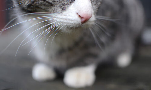 尤文图斯主场全面六连胜，积极备战下一场比赛，尤文图斯对阵