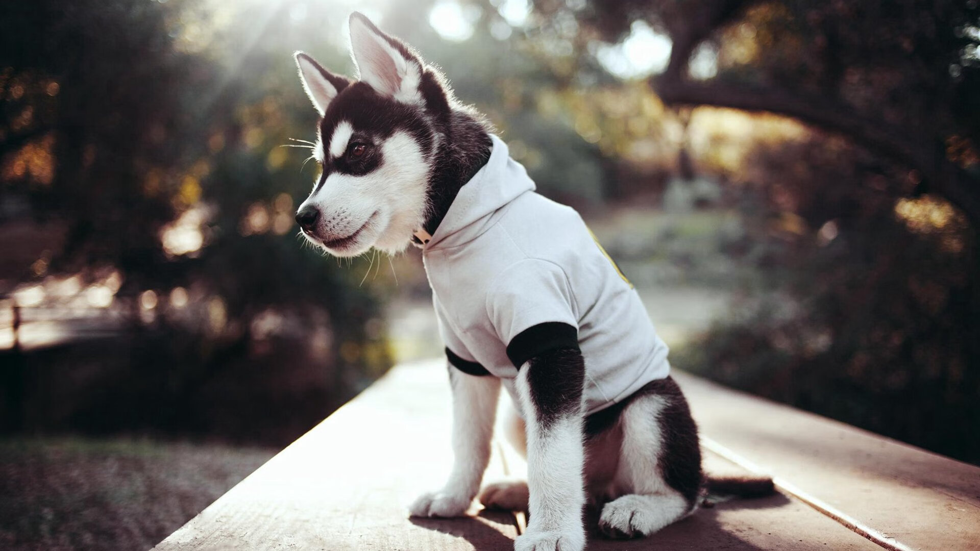 伊朗男队在国际象棋团体赛中取得优异成绩,展现出强大的团队实力。