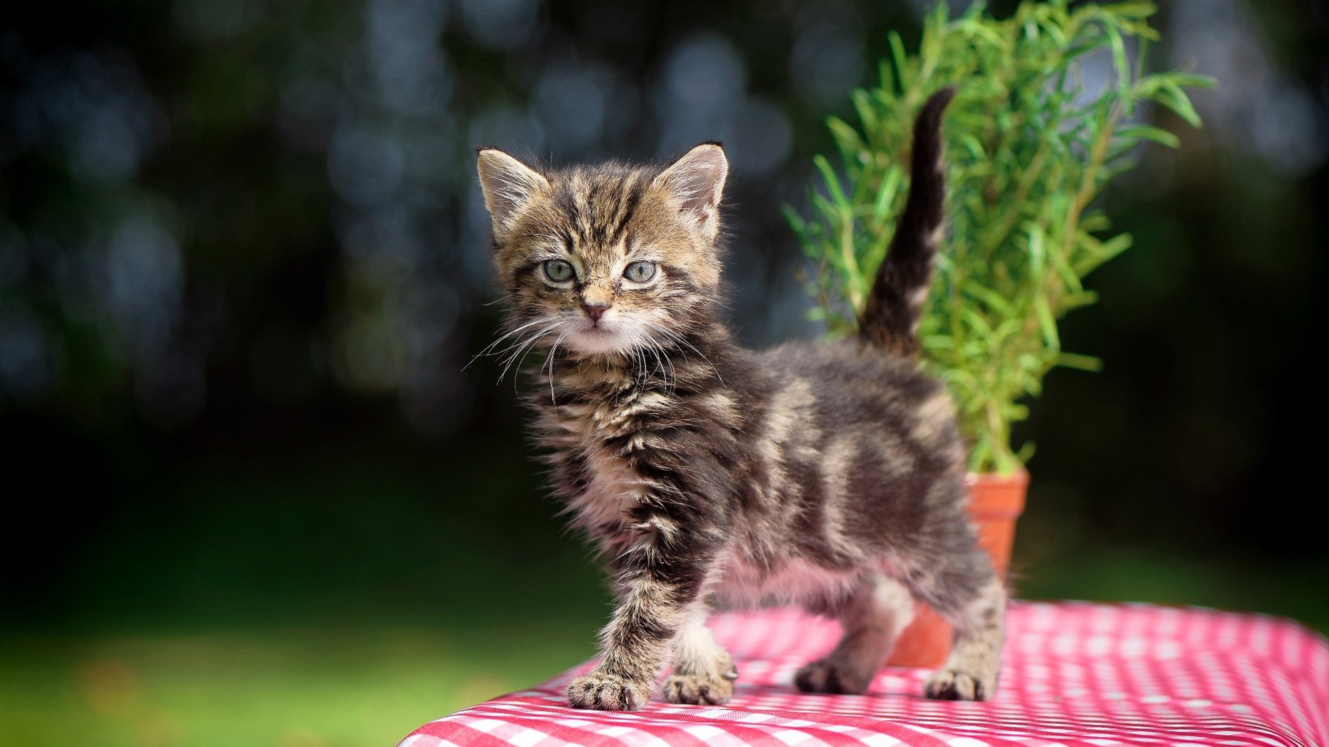 爱游戏app下载-希洪新军失守，主场一败，实力暴露，希洪竞技对西班牙人直播