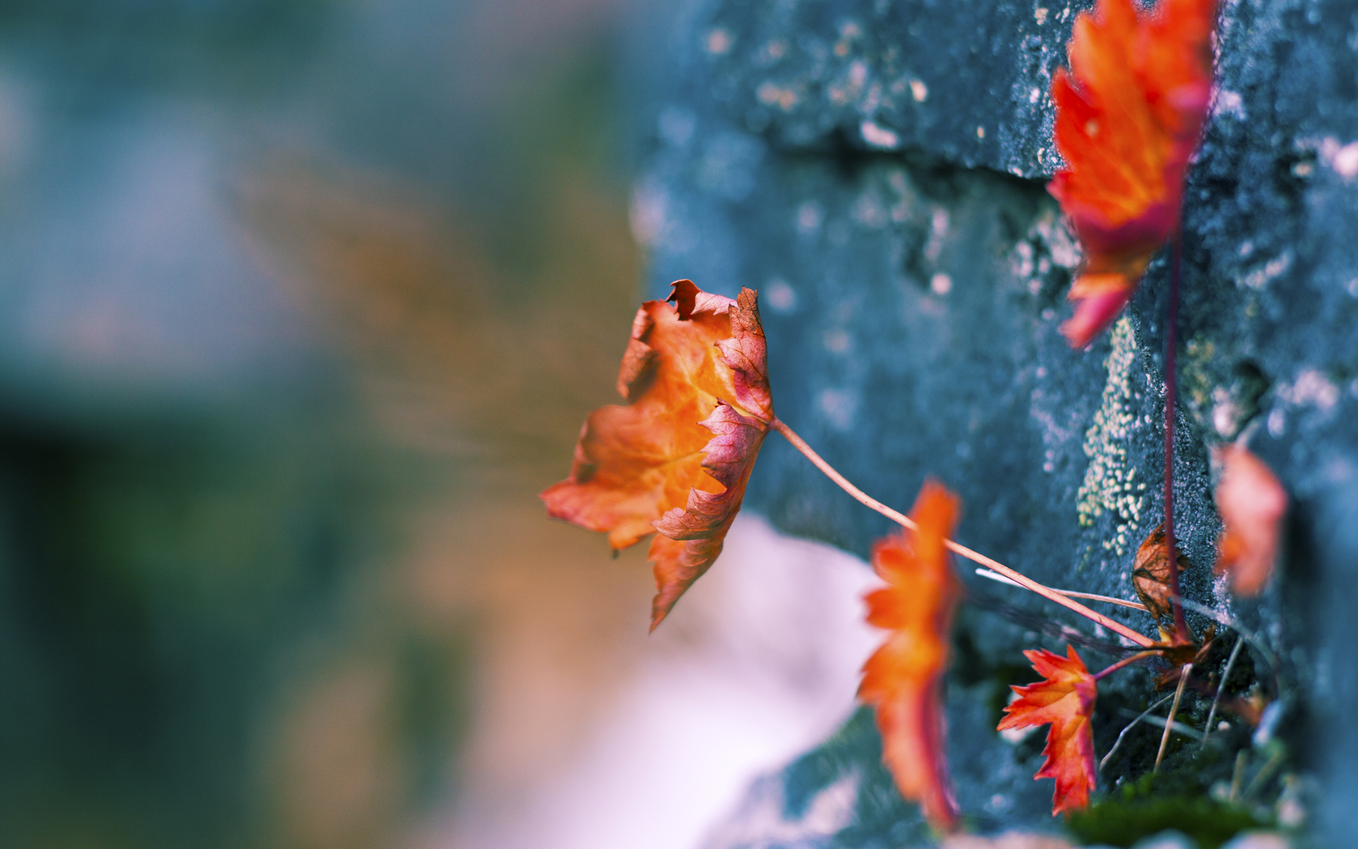 全球化的脚步：NBA在世界范围内的文化传播与交流，nba全球影响力大吗