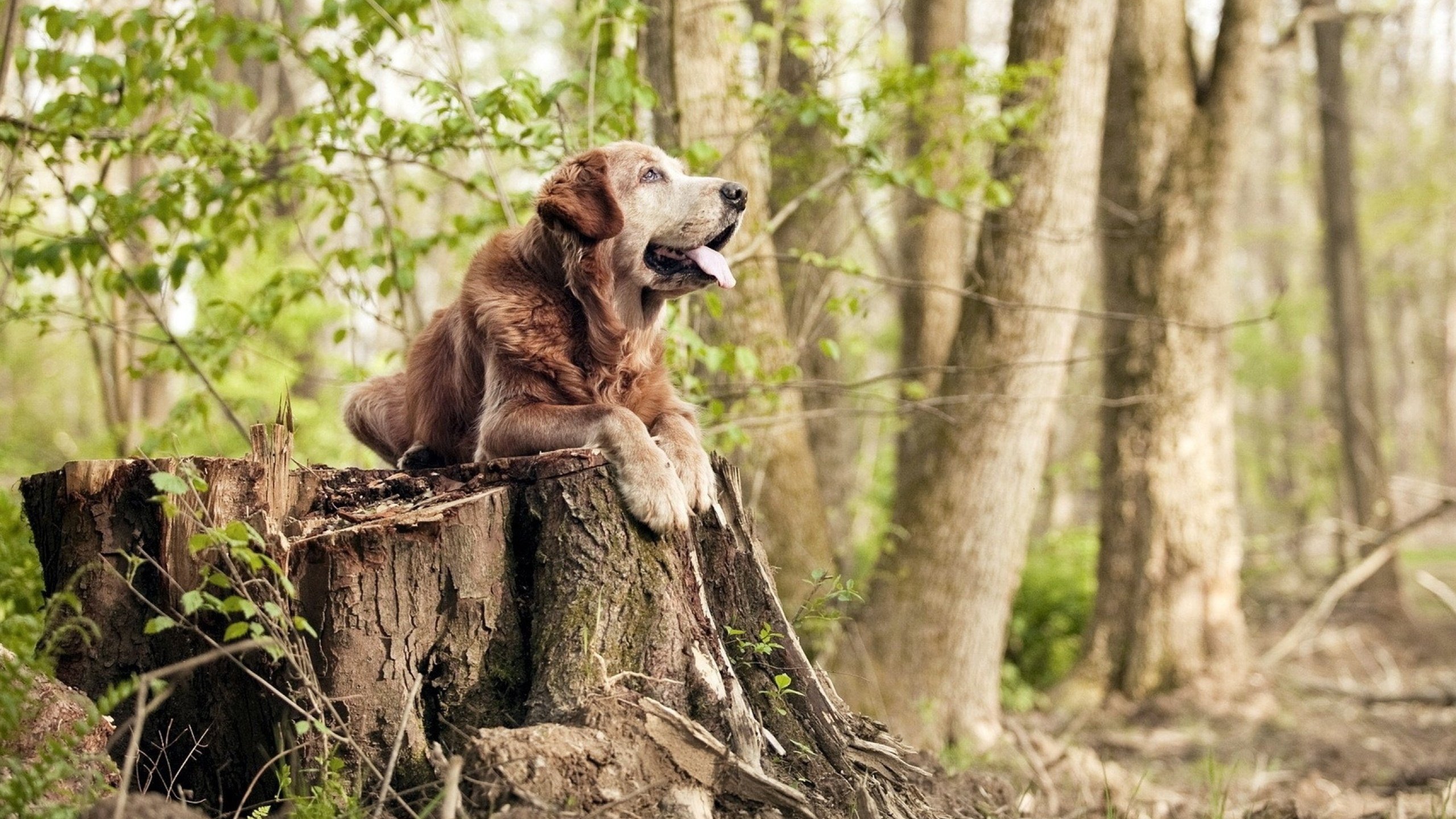 冠军秘籍:冠军队伍的训练和战术思路,冠军是这样练就的