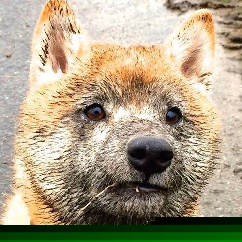 决赛特辑:历史上最经典的总决赛瞬间,历年总决赛得分