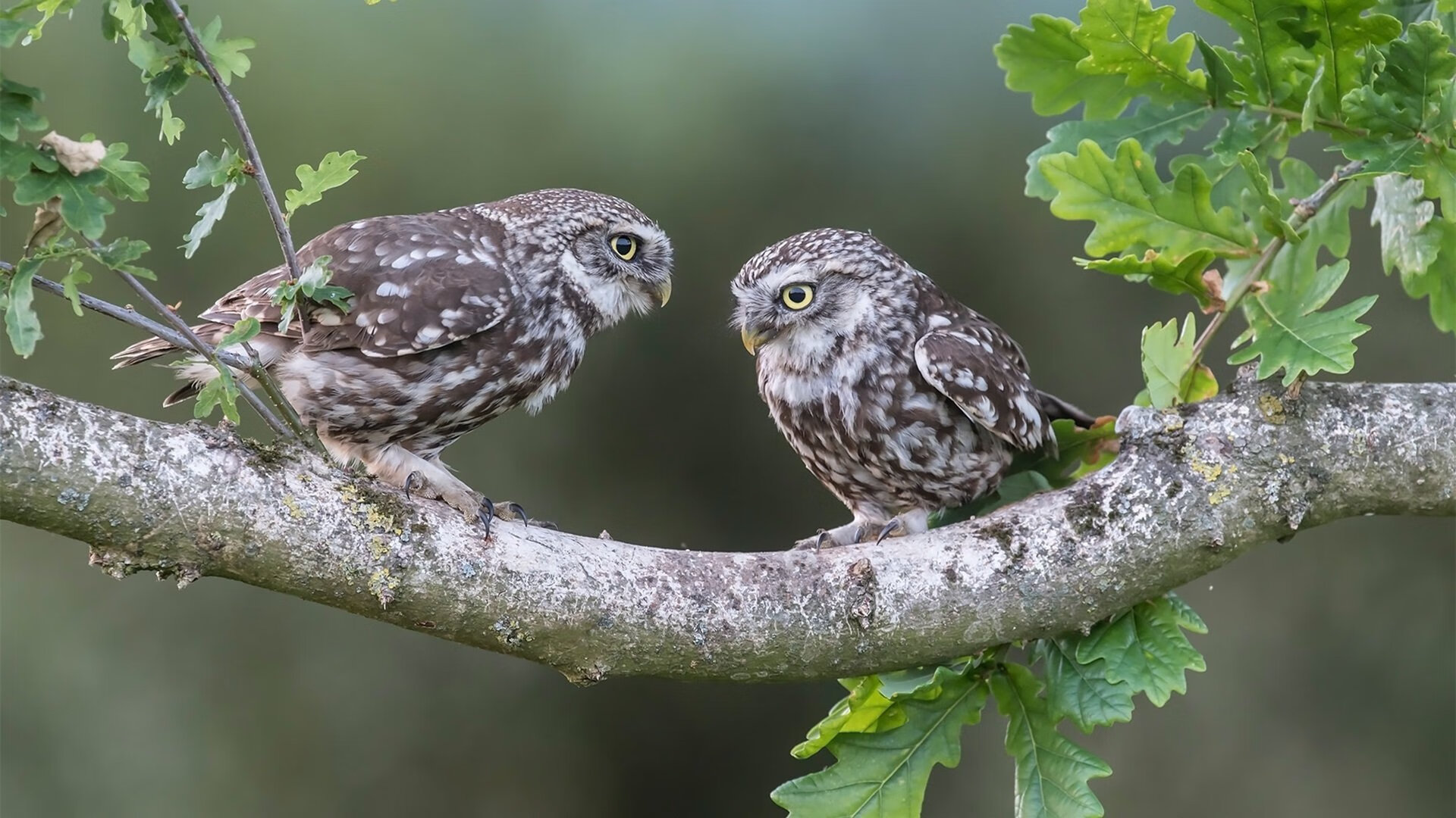 塞内加尔马术队在2024年非洲马术锦标赛中获得团体障碍赛金牌，时隔五年再获奖牌。