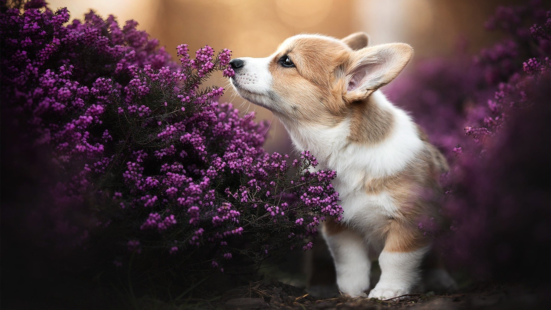 场上花絮:比赛中那些搞笑与感动的瞬间,比赛花絮什么意思