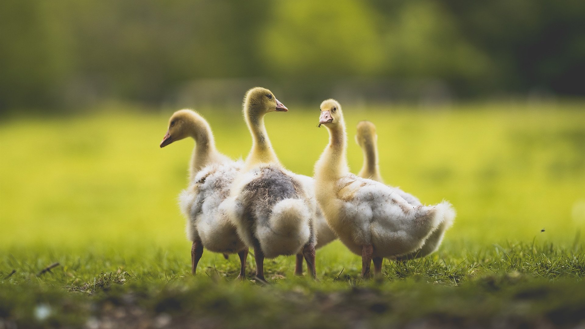 爱游戏在线登录入口-在季后赛关键战中，库里攻防两端表现俱佳，砍下35分并抢下5个抢断！