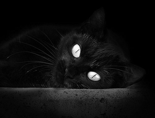 英格兰举办篮球知识讲座,英格兰职业球员协会