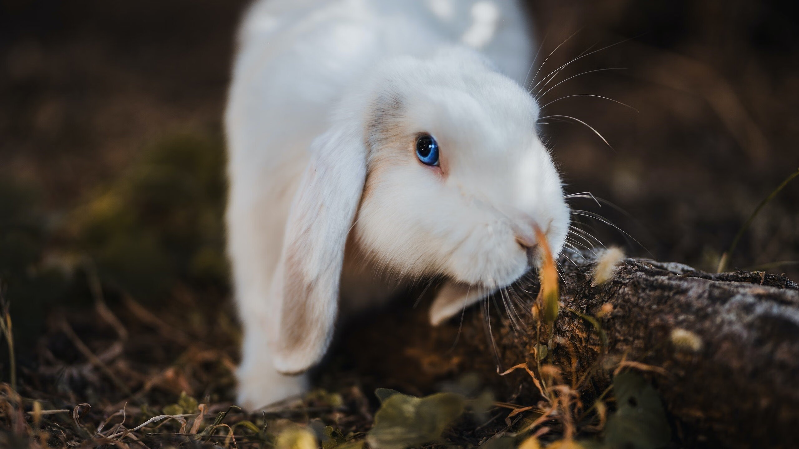 英格兰举办篮球知识讲座,英格兰职业球员协会