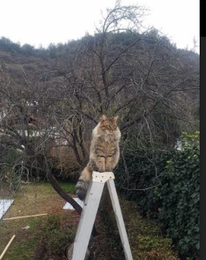 德甲转会热潮：多支豪门补强中场并扩充锋线火力，德甲转会一览2021