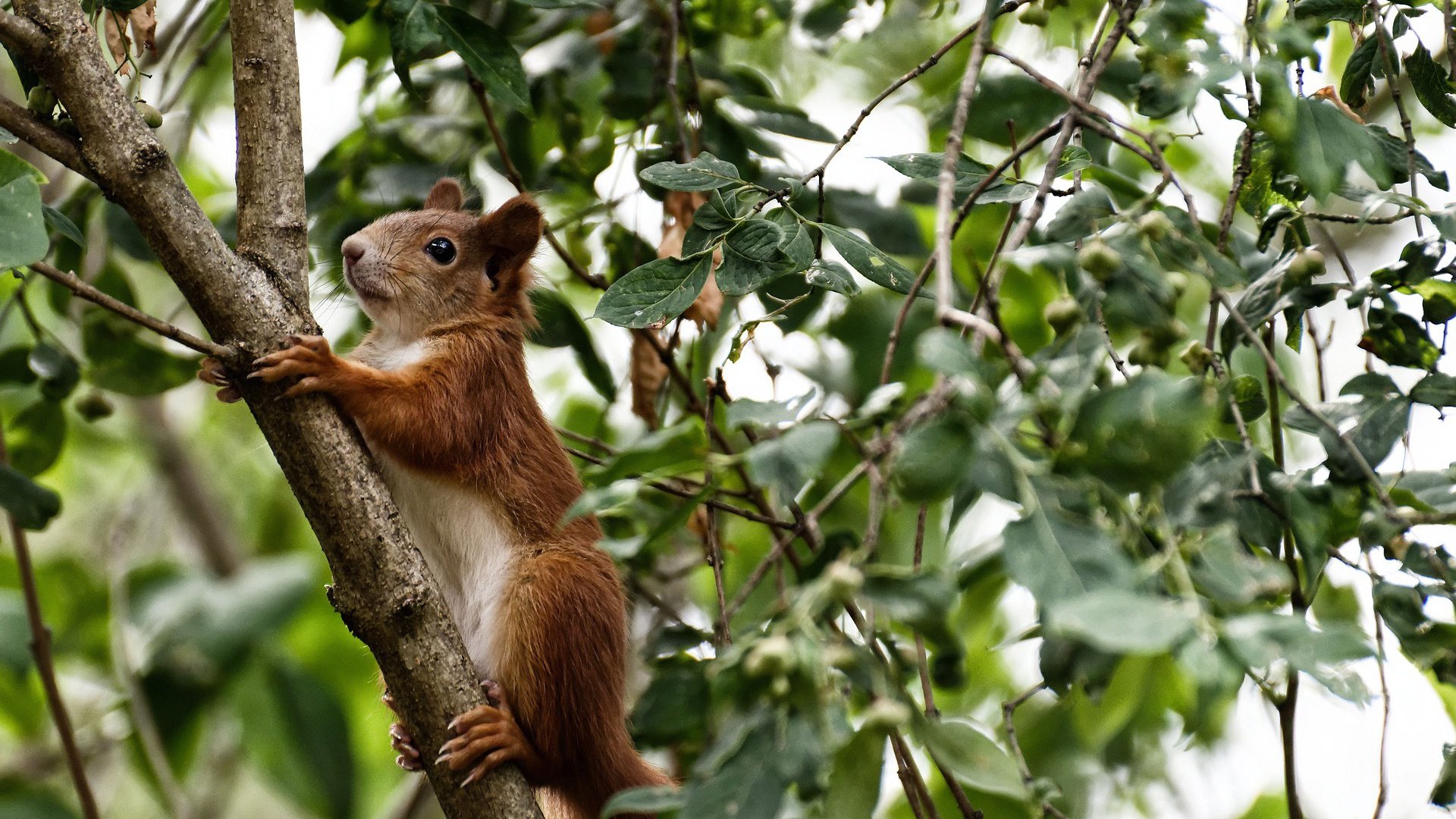 意甲多名潜力新秀频频转会,关注度持续升温,意甲2021一22夏季转会