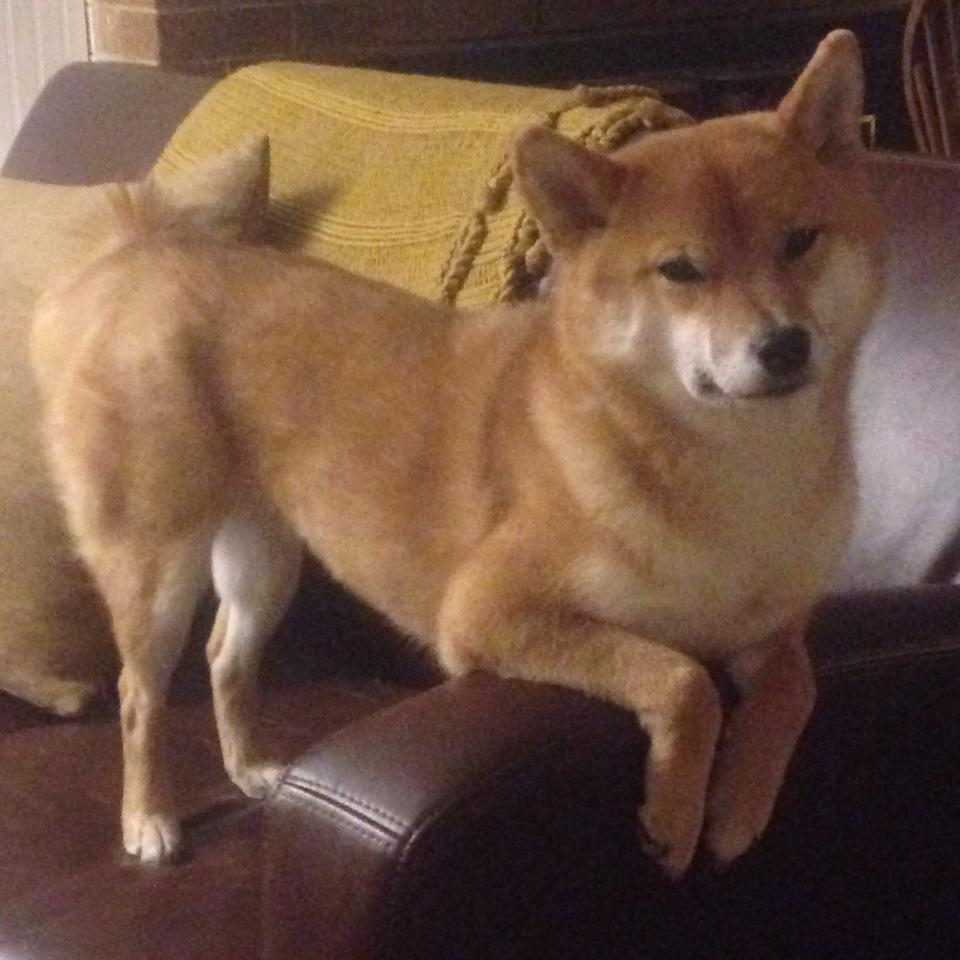 爱游戏体育（AYX）官方APP下载-马其顿队被斯洛文尼亚淘汰：战绩止步外围，马其他斯洛文尼亚