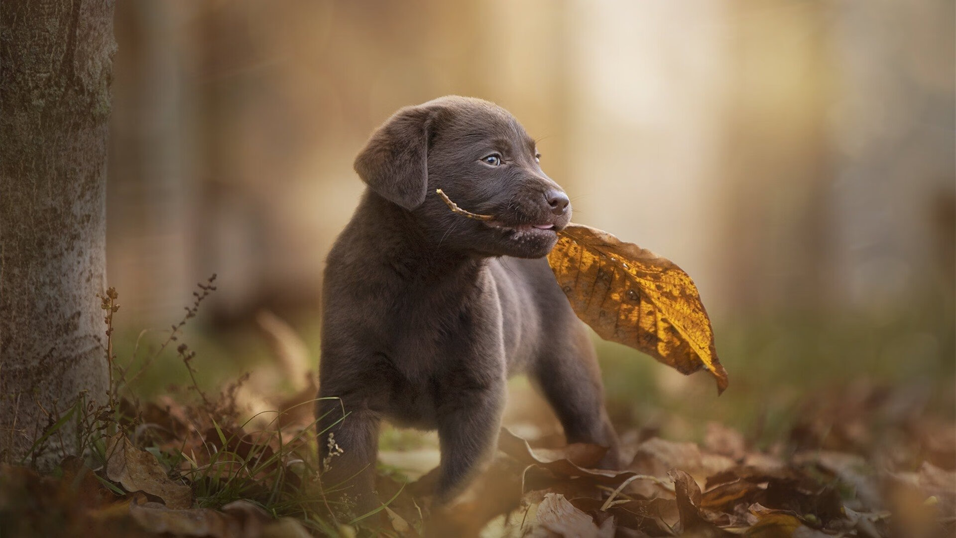 爱游戏在线登录入口-数字经济带动篮球产业链多元化发展，推动行业转型升级，篮球产业链结构图