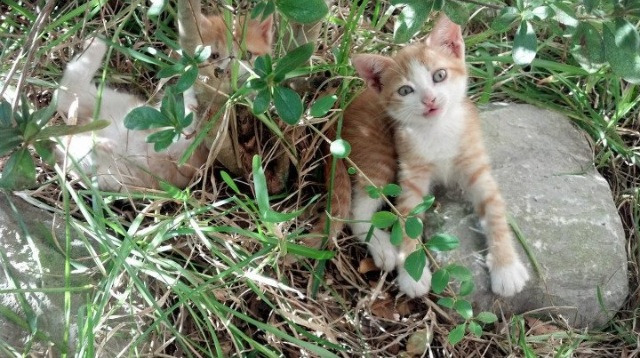 爱游戏中国官方网站平台-特色足球产业融合创新园区在多个城市全面建设，行业生态逐步完善