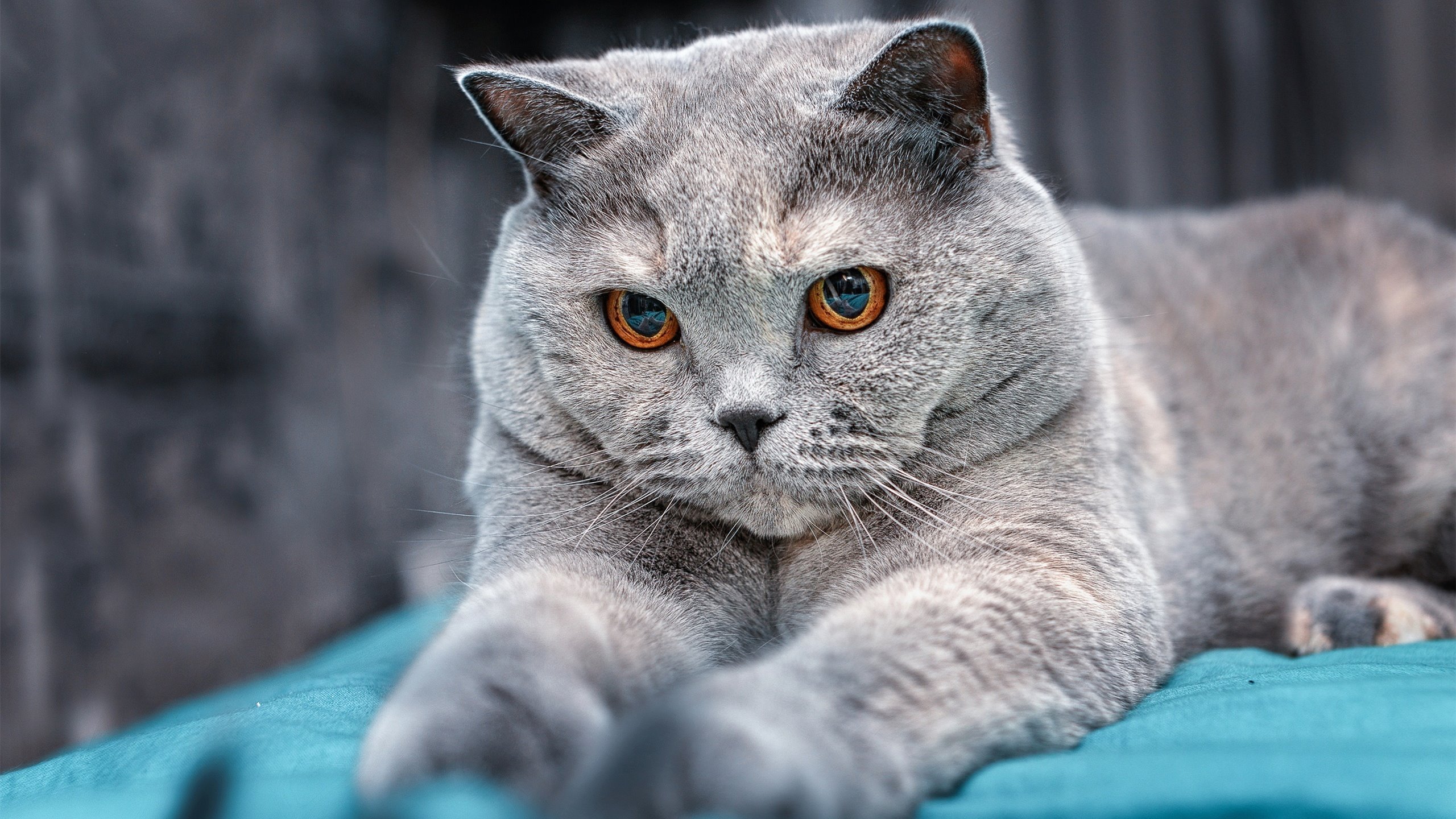 NBA球员职业发展规划实施,nba职业规则