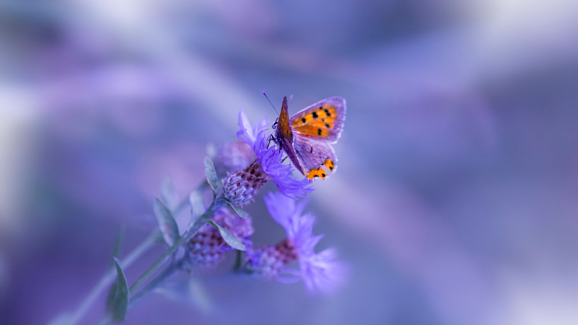 NBA联盟裁判员判罚标准化体系,nba裁判级别