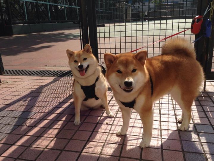 AIYOUXI.COM-国足年度球员角色转换适配度分析，国足人员配置