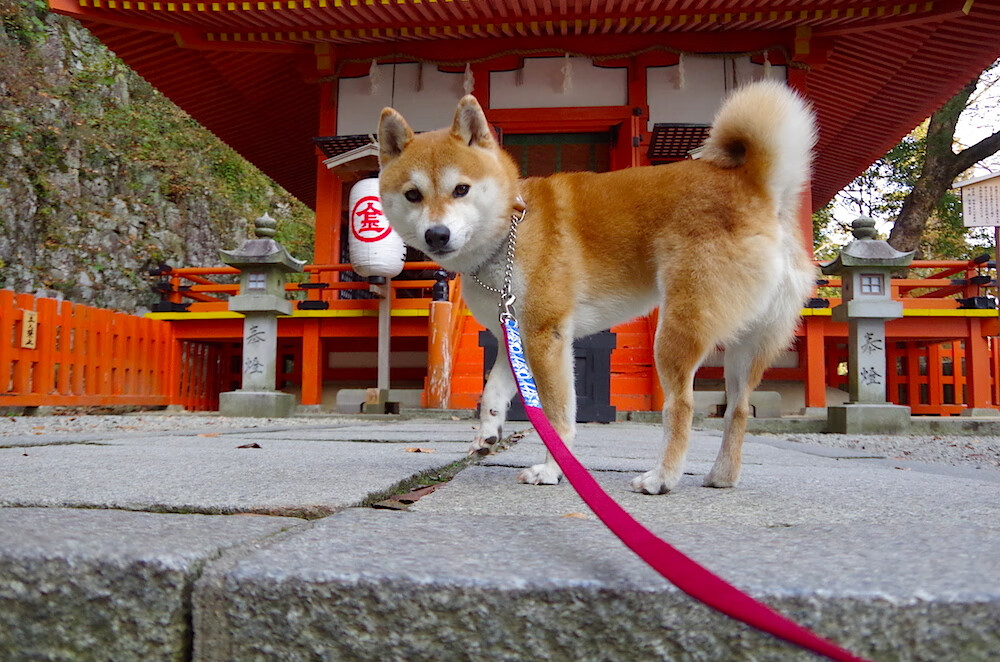 融合“足球+旅游”新经济形态成为地方经济新引擎