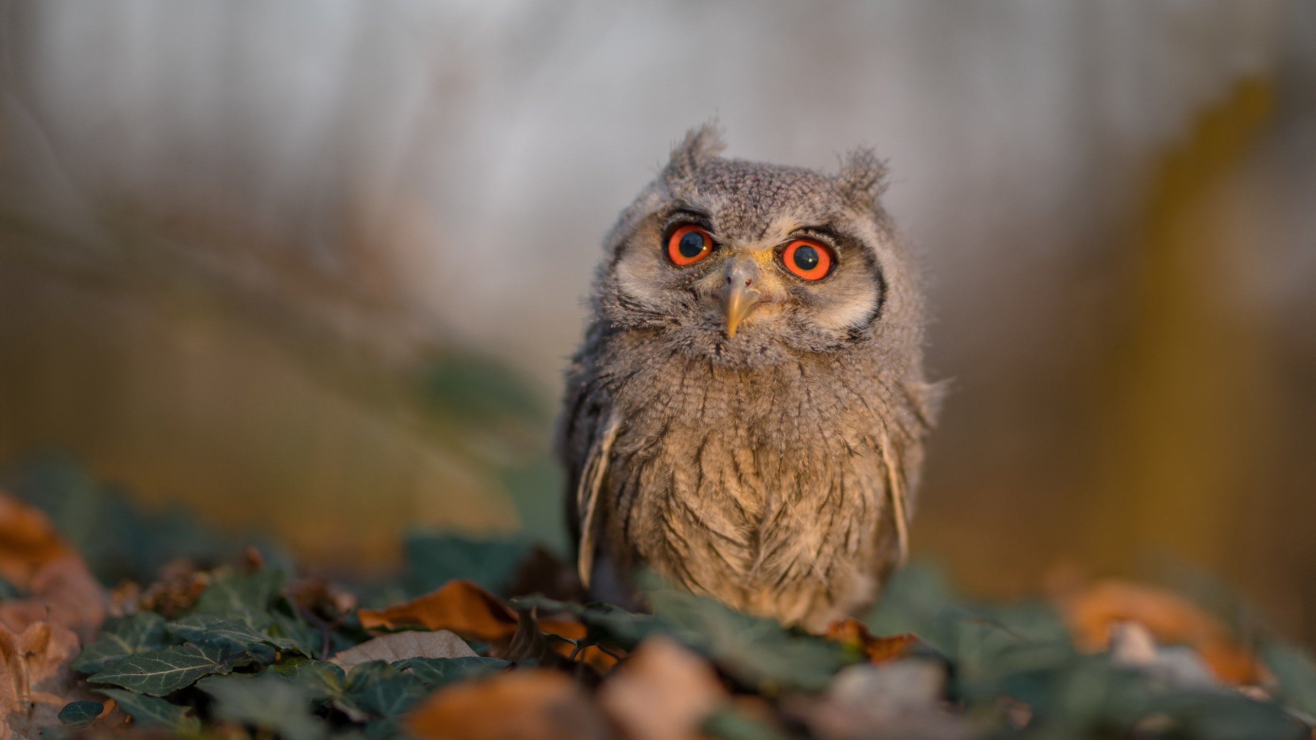 西甲赛季中球员疲劳管理与恢复干预技术创新