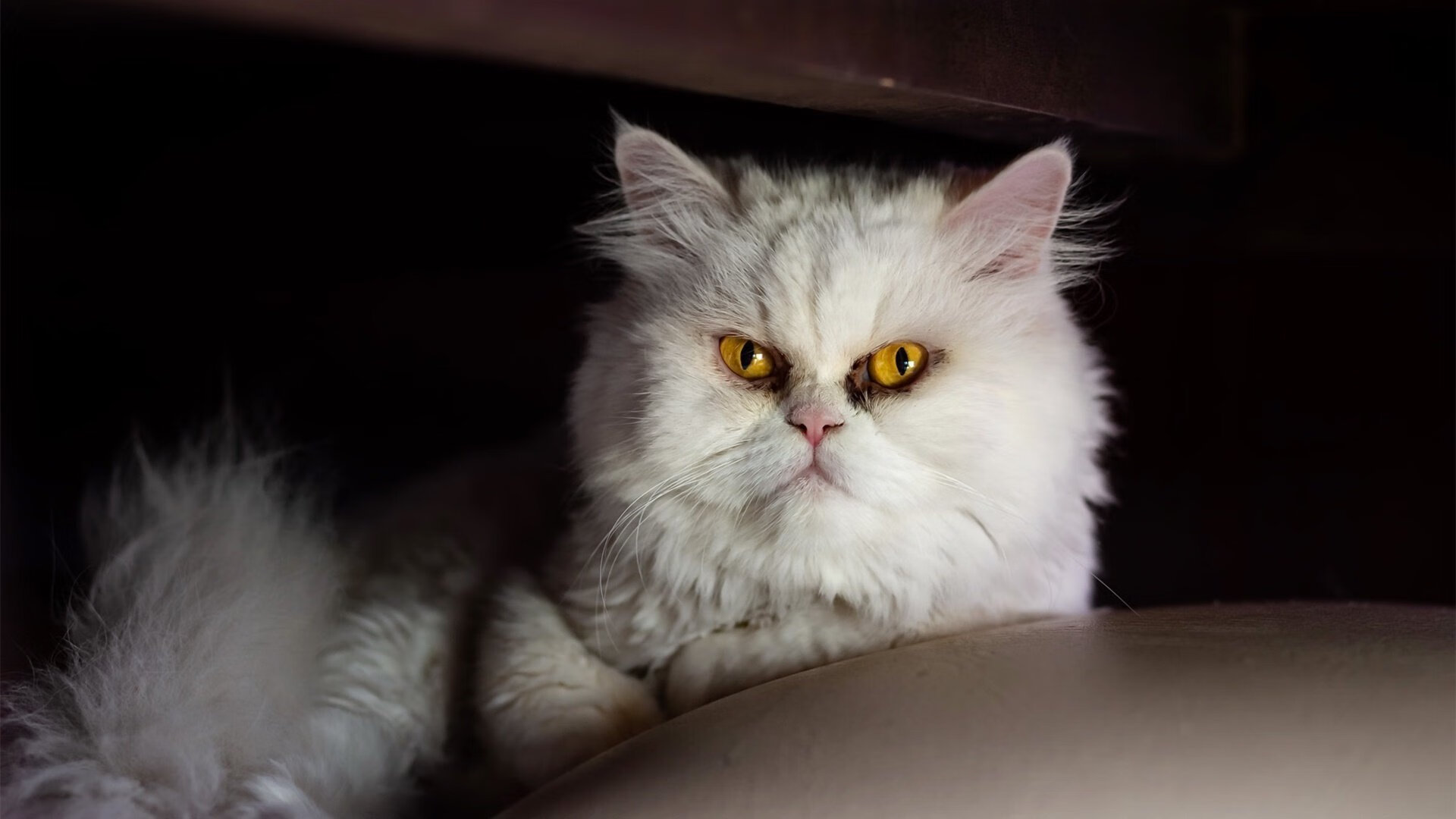 Astralis 在 BLAST Premier 中获得季军，astralis战队成员分工