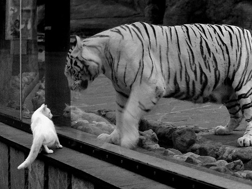 爱游戏娱乐-KPL裁判体系通过国际认证，kpl参赛资格