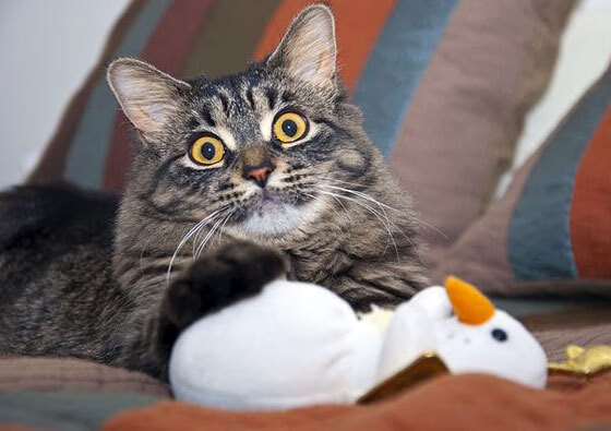 RNG季后赛对阵形势分析,rng季后赛第几能进世界赛