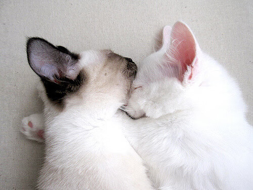 CBA球员转会期开启 多支球队调整阵容，cba球员转会是什么意思