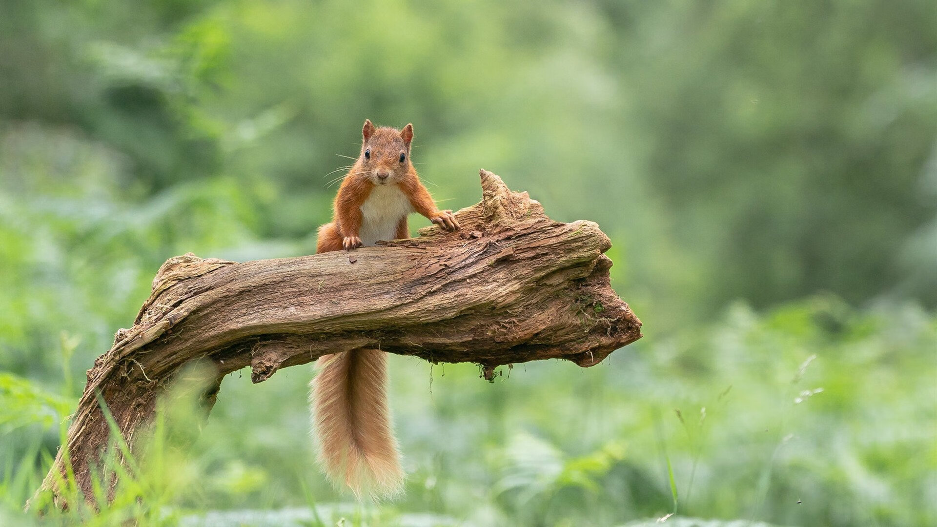 爱游戏下载-全国花样游泳挑战赛创新动作频频出现，花样游泳团体决赛中国