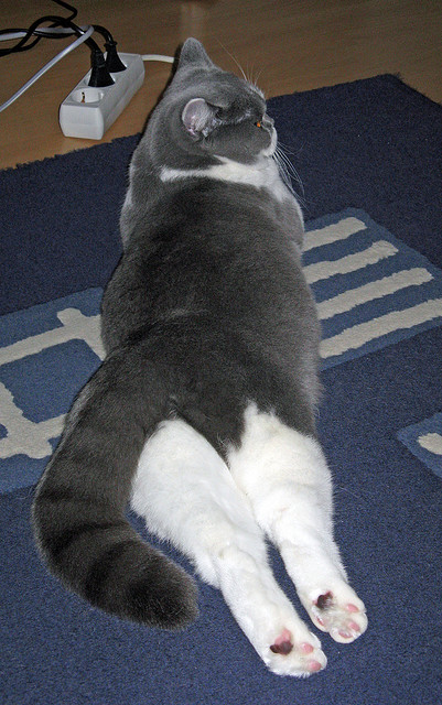 美洲杯明星云集:精彩突破不断刷新纪录!,美洲杯足球明星