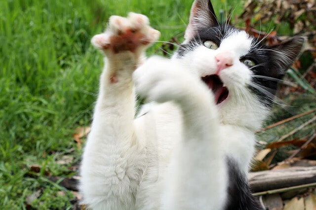 中国男篮再负强敌 球迷理性看待过程，中国男篮众人谈