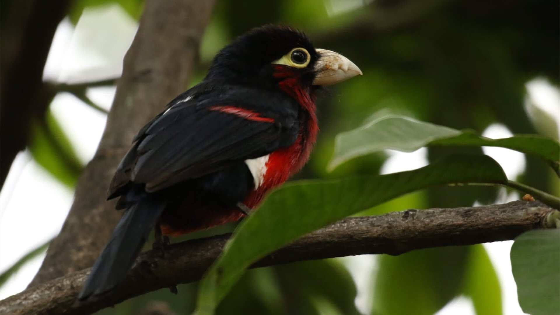 主帅换人反超时机把握对士气与局势的即时作用，主帅更迭、失去最佳拍档