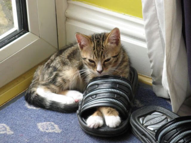 亚冠联赛激战正酣劲旅争锋，亚冠赛程正式出炉